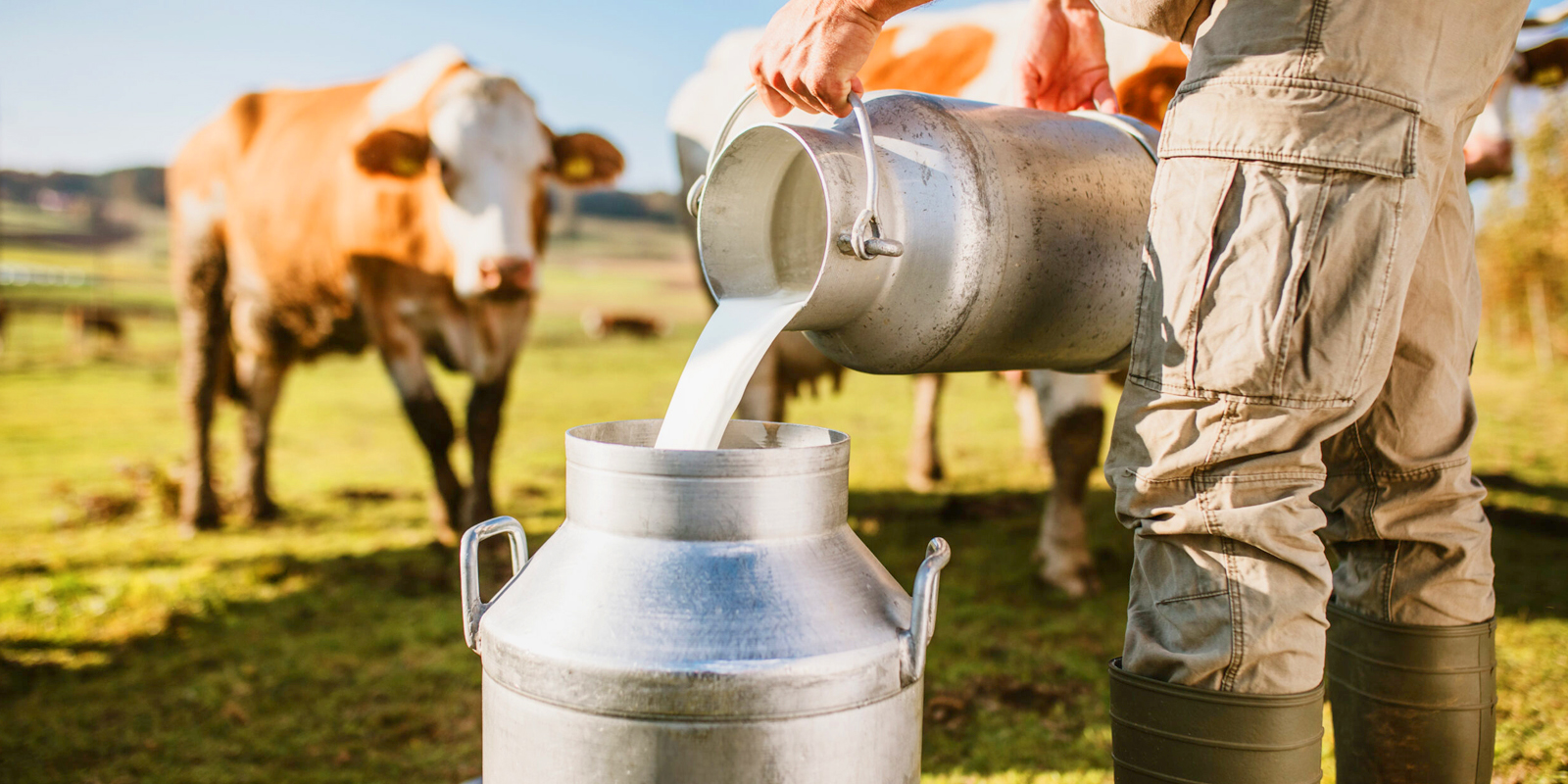 Milk Processing Plant Milk Processing Plant