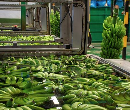 Banana Pack House