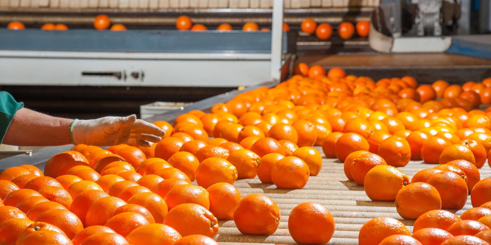 Orange Processing Line