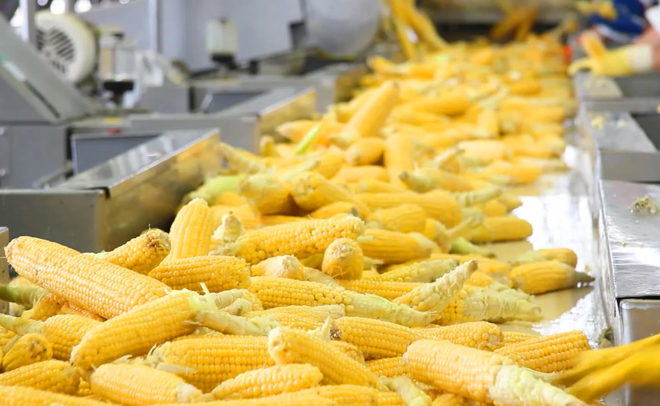 Sweet Corn Processing Line Sweet Corn Processing Line